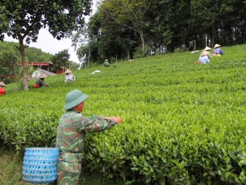 Thái Nguyên: Đồng bộ các giải pháp giảm nghèo bền vững