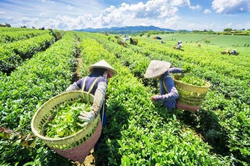 Thái Nguyên: Tìm giải pháp nâng cao chuỗi cung ứng ngành chè