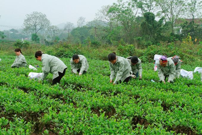 Chè Tân Cương không còn chạy theo năng suất