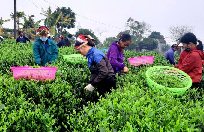 Làm chè hướng hữu cơ: Mất ít, được nhiều