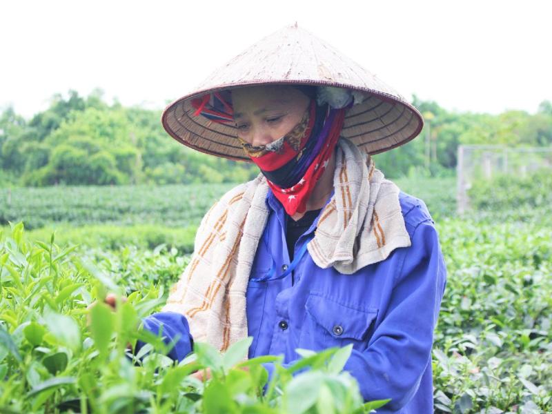 Những giống chè mới: Liều 'thuốc tăng lực' cho ngành chè Thái Nguyên