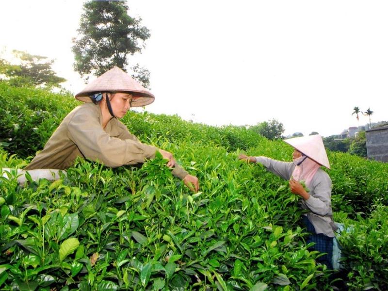 Phát huy lợi thế, xây dựng chè Thái Nguyên thành thương hiệu quốc gia