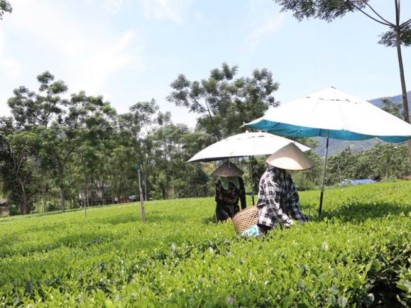 Thái Nguyên sẵn sàng cho Tuần Văn hóa, thể thao, du lịch và khai mạc Mùa du lịch 2025