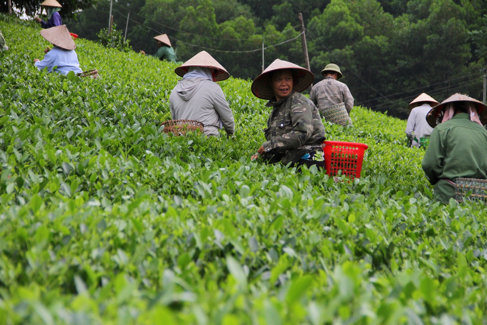 Đồng Hỷ với rất nhiều đồi chè bát ngát, là nơi thu hút nhiều khách du lịch tham quan, trải nghiệm cộng đồng. Ảnh: Vũ Phường