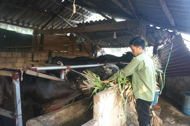 Dự án hỗ trợ sản xuất chăn nuôi được thực hiện theo Chương trình mục tiêu quốc gia giảm nghèo bền vững